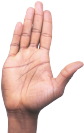 palm